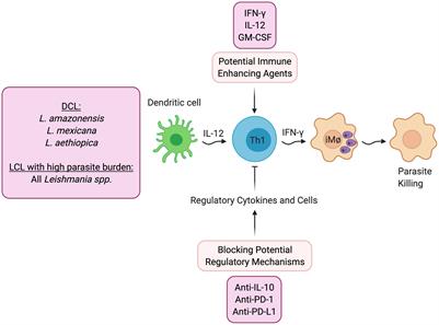 Host-Directed Therapies for Cutaneous Leishmaniasis